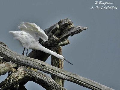 LITTLE-EGRET