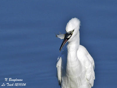 LITTLE-EGRET-and-fish