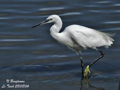 LITTLE-EGRET-1