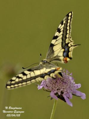 SWALLOWTAIL - MACHAON - PAPILIO MACHAON