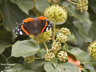 g3/12/647912/3/57640470.REDADMIRAL4.jpg