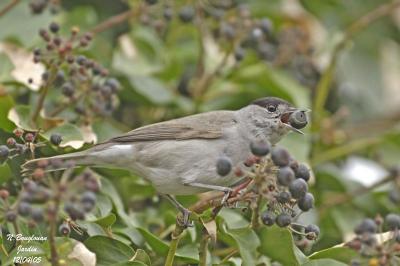 BLACKCAP-ivy - Male