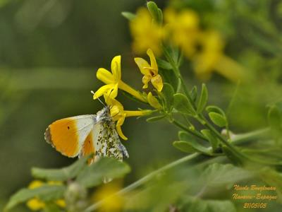 g3/12/647912/3/57645402.ORANGETIP2.jpg