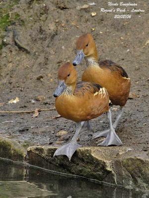 g3/12/647912/3/57651454.FulvousWhistlingDuck1.jpg