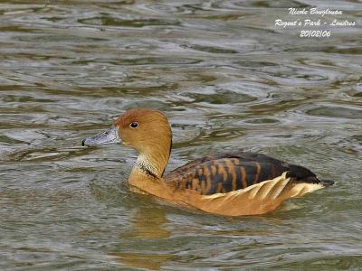 g3/12/647912/3/57651460.FulvousWhistlingDuck2.jpg