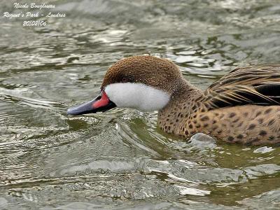 g3/12/647912/3/57653169.WHITECHEEKEDPINTAIL1.jpg
