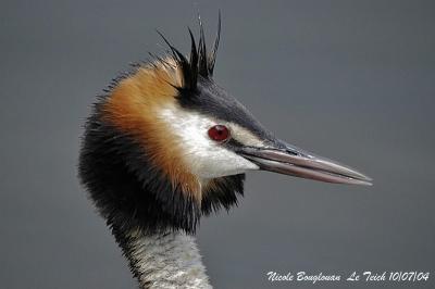 GREAT-CRESTED-GREBE