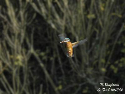 COMMON-KINGFISHER-hovering