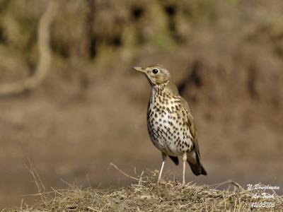 g3/12/647912/3/57944330.SONGTHRUSH2.jpg