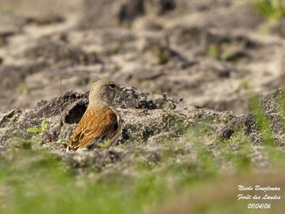 COMMON-LINNET-male