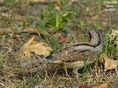 WRYNECK - JYNX TORQUILLA - TORCOL FOURMILIER