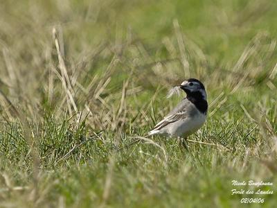 WHITE-WAGTAIL-materials