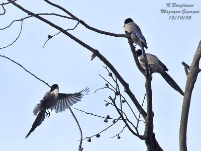 g3/12/647912/3/58190064.AZUREWINGEDMAGPIE2.jpg
