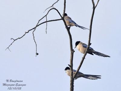 g3/12/647912/3/58190125.AZUREWINGEDMAGPIE5.jpg
