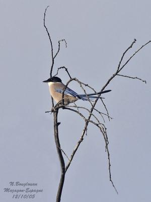 g3/12/647912/3/58190198.AZUREWINGEDMAGPIE6.jpg