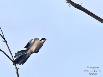 g3/12/647912/3/58190216.AZUREWINGEDMAGPIE7.jpg