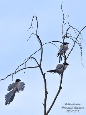 g3/12/647912/3/58190228.AZUREWINGEDMAGPIE8.jpg