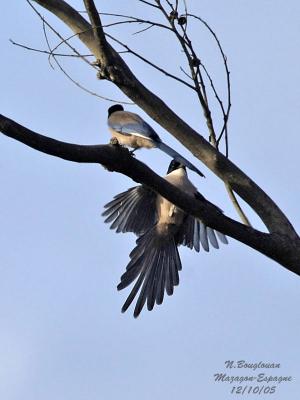 g3/12/647912/3/58190538.AZUREWINGEDMAGPIE9.jpg