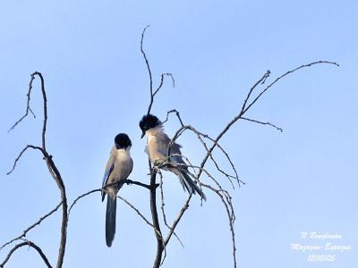 g3/12/647912/3/58190557.AZUREWINGEDMAGPIE.jpg