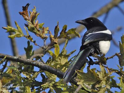 g3/12/647912/3/58195276.COMMONMAGPIE2.jpg