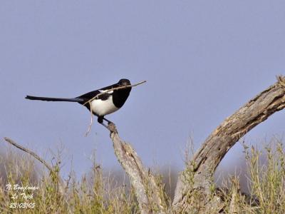 COMMON-MAGPIE-twig