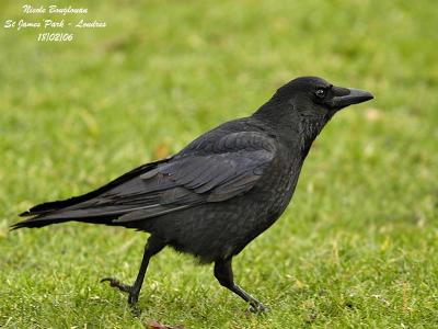 CARRION-CROW-walking