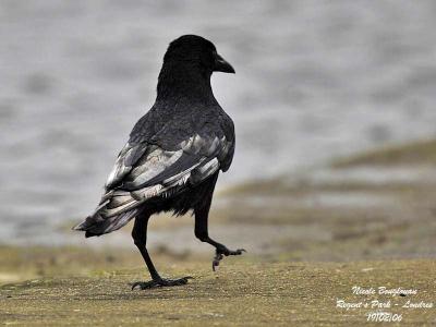 CARRION-CROW