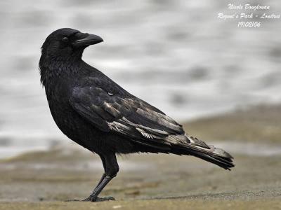 CARRION-CROW