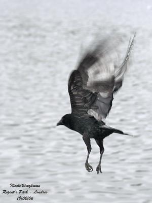 CARRION-CROW-flying