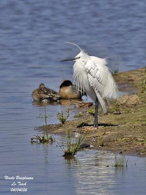 LITTLE-EGRET