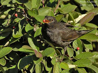 COMMON-BLACKBIRD-male