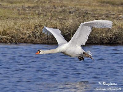 MUTE-SWAN-flying