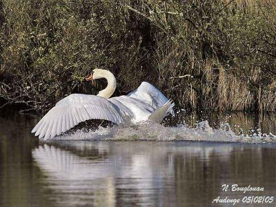 MUTE-SWAN-landing