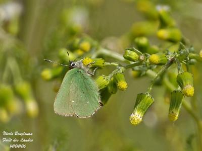 g3/12/647912/3/58640792.GREENHAIRSTREAK.jpg