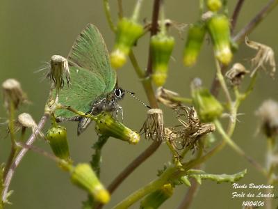 g3/12/647912/3/58641057.GREENHAIRSTREAK1.jpg