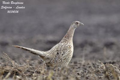 COMMON-PHEASANT-F