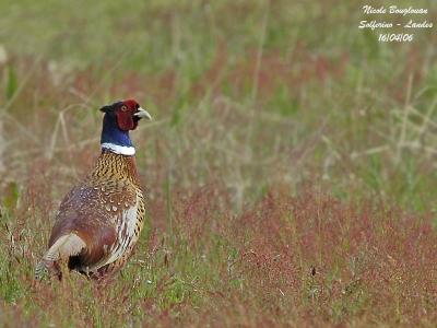 COMMON-PHEASANT-M