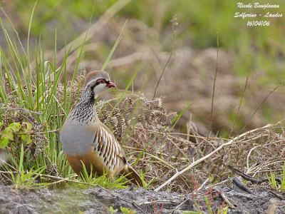 g3/12/647912/3/58737063.REDLEGGEDPARTRIDGE1.jpg