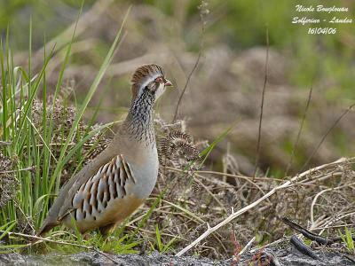 g3/12/647912/3/58737099.REDLEGGEDPARTRIDGE3.jpg