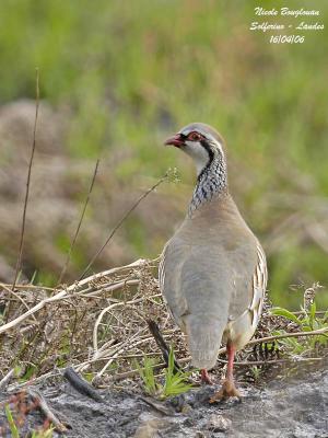 g3/12/647912/3/58737132.REDLEGGEDPARTRIDGE4.jpg