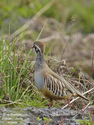 g3/12/647912/3/58737653.REDLEGGEDPARTRIDGE5.jpg