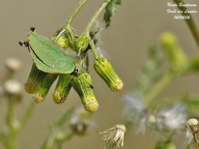 g3/12/647912/3/58738643.GREENHAIRSTREAK3.jpg
