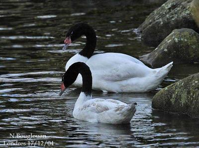 g3/12/647912/3/58798625.BLACKNECKEDSWAN2.jpg
