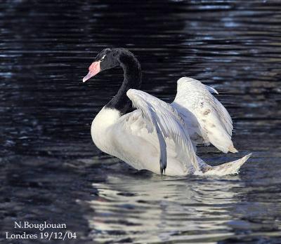 g3/12/647912/3/58798790.BLACKNECKEDSWAN4.jpg