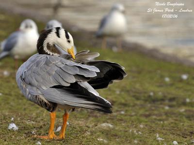 BAR-HEADED-GOOSE