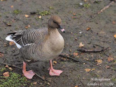 g3/12/647912/3/58804894.PINKFOOTEDGOOSE1.jpg