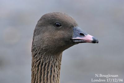 PINK-FOOTED GOOSE - ANSER BRACHYRHYNCHUS - OIE A BEC COURT