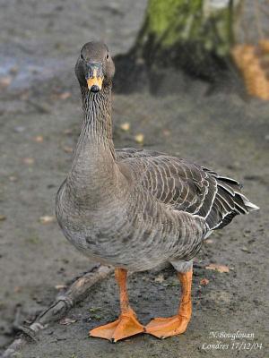 g3/12/647912/3/58805827.TAIGABEANGOOSE2.jpg