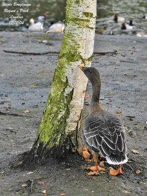 g3/12/647912/3/58806086.TAIGABEANGOOSE4.jpg