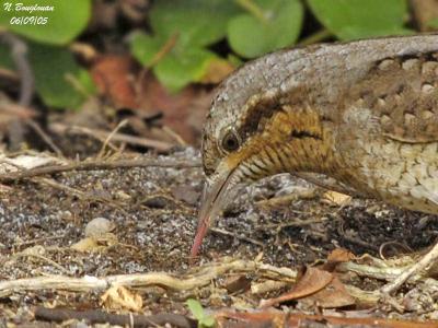 WRYNECK - JYNX TORQUILLA - TORCOL FOURMILIER